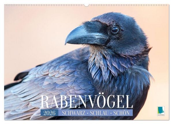 Produktbild: Rabenv&ouml;gel: Schwarz, schlau, sch&ouml;n (Wandkalender 2026 DIN A2 quer), CALVENDO Monatskalender