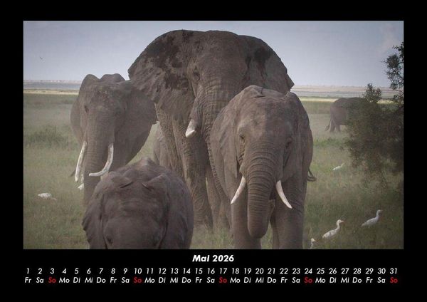 Produktbild: Der Elefantenkalender 2026 Fotokalender DIN A3