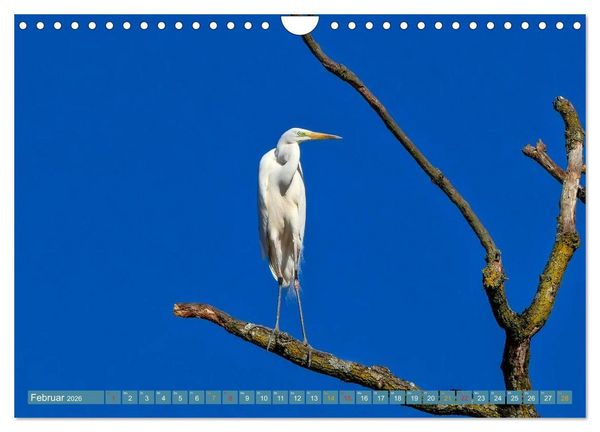Produktbild: Reiher - auf langen Beinen (Wandkalender 2026 DIN A4 quer), CALVENDO Monatskalender
