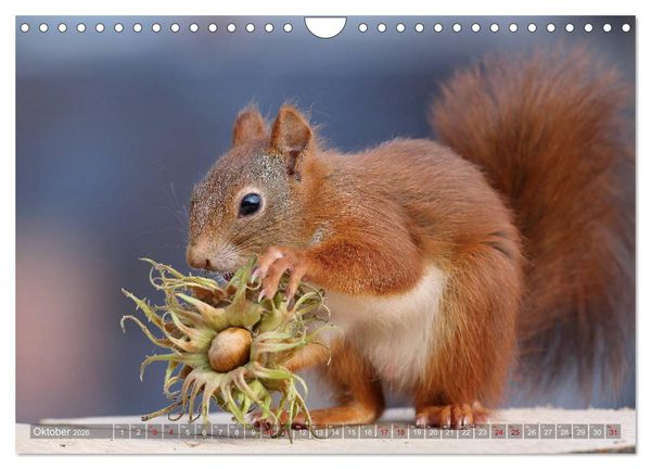 Produktbild: Eichh&ouml;rnchen Luna und ihre Kinder (Wandkalender 2026 DIN A4 quer), CALVENDO Monatskalender
