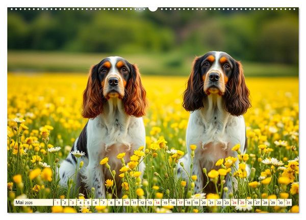 Produktbild: American Cocker Spaniel (hochwertiger Premium Wandkalender 2026 DIN A2 quer), Kunstdruck in Hochglanz