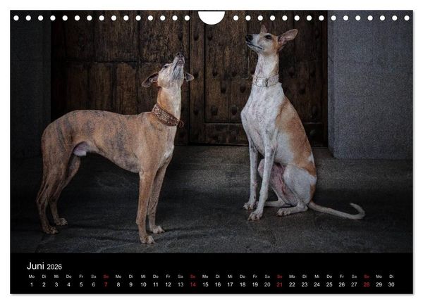 Produktbild: Urban Dogs - Hundekalender der anderen Art (Wandkalender 2026 DIN A4 quer), CALVENDO Monatskalender