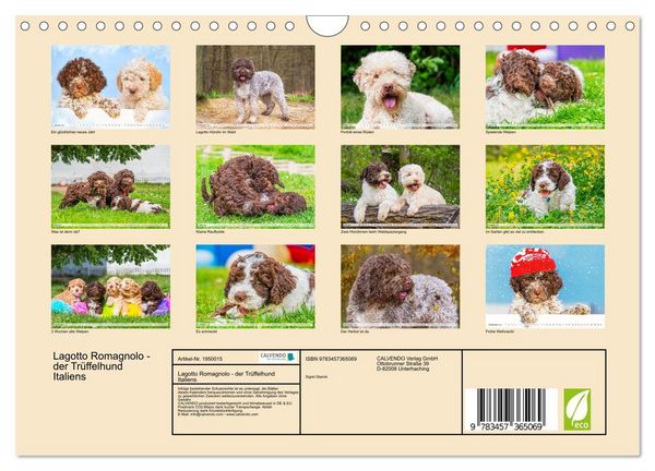 Produktbild: Lagotto Romagnolo - der Tr&uuml;ffelhund Italiens (Wandkalender 2026 DIN A4 quer), CALVENDO Monatskalender