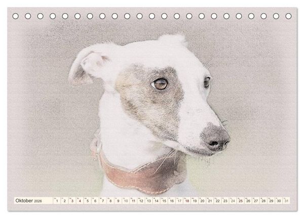 Produktbild: Whippet 2026 (Tischkalender 2026 DIN A5 quer), CALVENDO Monatskalender