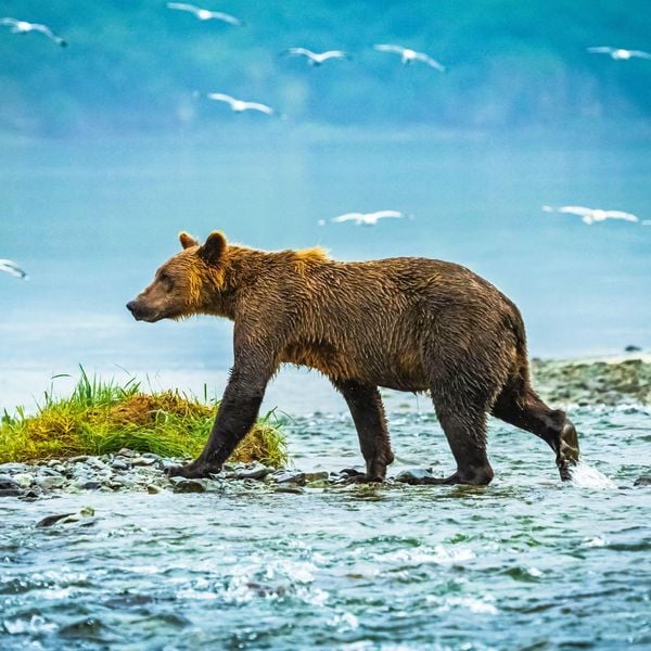 Produktbild: Bears 2027