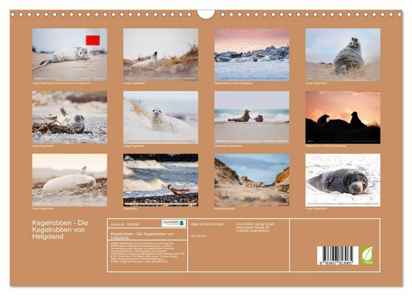 Produktbild: Kegelrobben - Die Kegelrobben von Helgoland (Wandkalender 2026 DIN A3 quer), CALVENDO Monatskalender