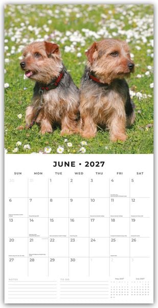 Produktbild: Norwich Terrier und Norfolk Terrier 2027 &ndash; 16-Monatskalender