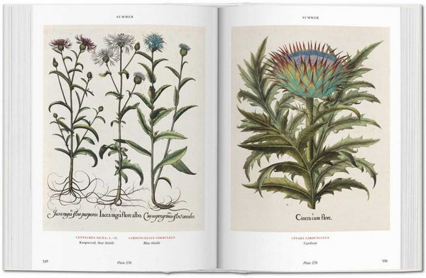 Produktbild: Basilius Besler. L'Herbier. Hortus Eystettensis