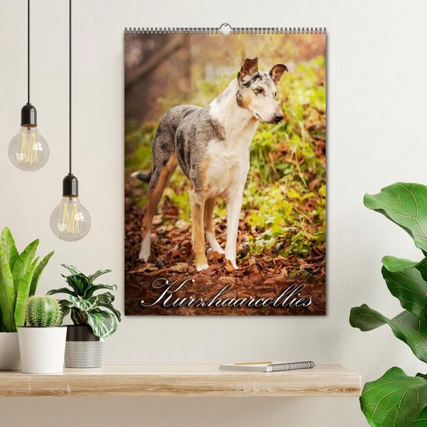 Produktbild: Kurzhaarcollies (Wandkalender 2026 DIN A2 hoch), CALVENDO Monatskalender