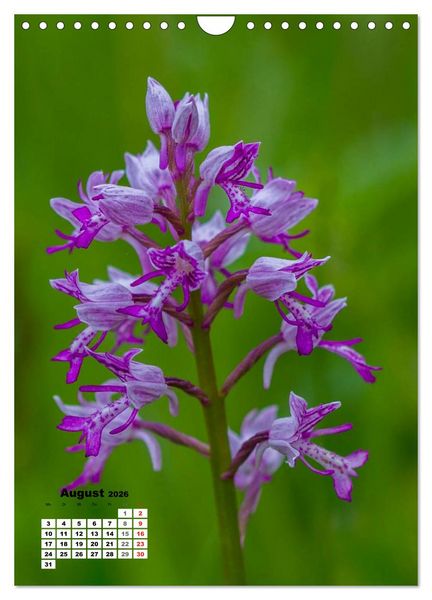 Produktbild: Zauber der Natur - Heimische Orchideen und Wiesenblumen (Wandkalender 2026 DIN A4 hoch), CALVENDO Monatskalender
