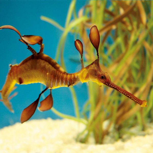Produktbild: Meerestiere / Sea Creatures 2027