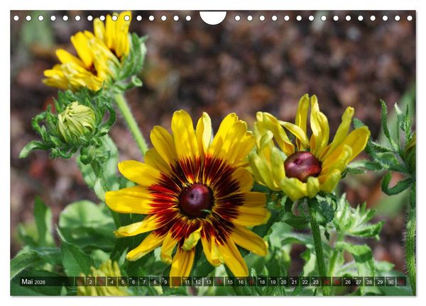 Produktbild: Sonnenhut im Garten (Wandkalender 2026 DIN A4 quer), CALVENDO Monatskalender