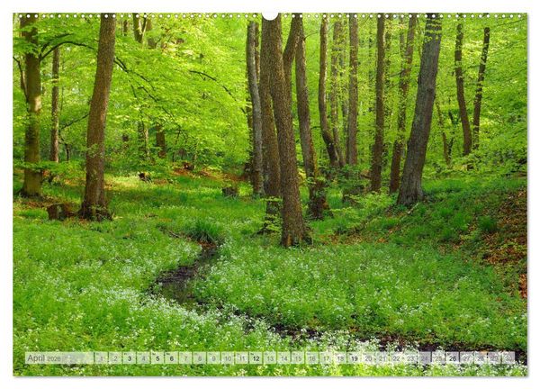 Produktbild: Moore und B&auml;che in Eifel und Ardennen (Wandkalender 2026 DIN A2 quer), CALVENDO Monatskalender