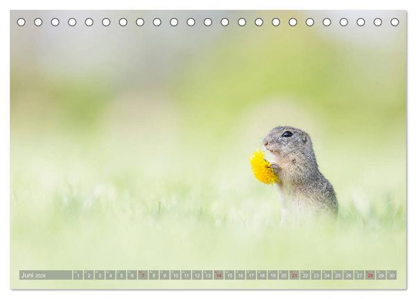Produktbild: Liebenswerte Ziesel - vom Aussterben bedrohte Nagetiere (Tischkalender 2026 DIN A5 quer), CALVENDO Monatskalender
