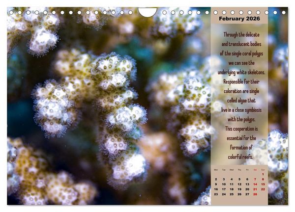 Produktbild: Diving into the Red Sea (Wall Calendar 2026 DIN A4 landscape), CALVENDO 12 Month Wall Calendar