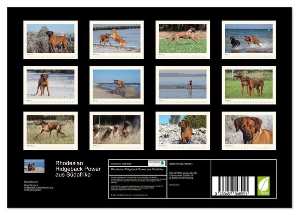 Produktbild: Rhodesian Ridgeback Power aus S&uuml;dafrika (Wandkalender 2026 DIN A4 quer), CALVENDO Monatskalender