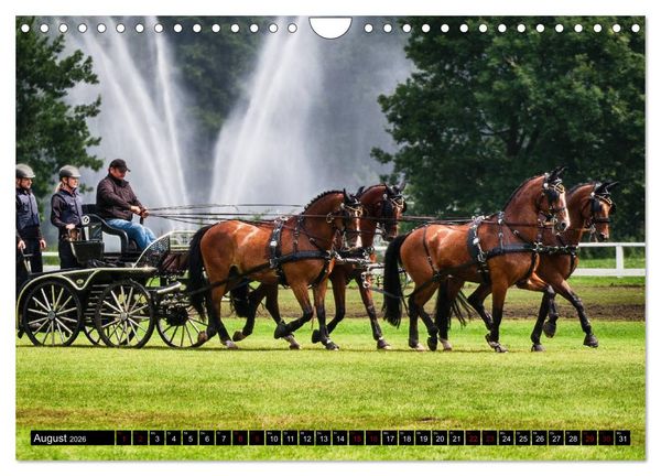 Produktbild: Fahrpferde in Aktion (Wandkalender 2026 DIN A4 quer), CALVENDO Monatskalender
