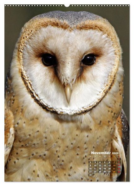 Produktbild: Eulen (hochwertiger Premium Wandkalender 2026 DIN A2 hoch), Kunstdruck in Hochglanz