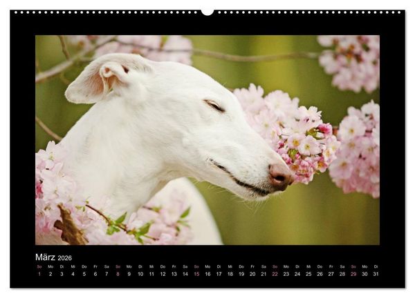 Produktbild: Windhund bunt (Wandkalender 2026 DIN A2 quer), CALVENDO Monatskalender