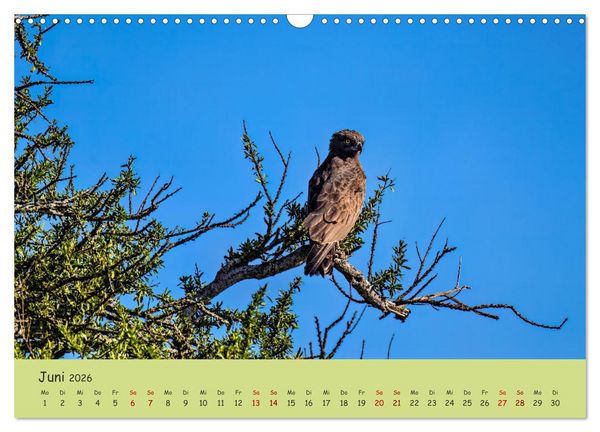 Produktbild: Gefiederte Sch&ouml;nheiten Ostafrikas (Wandkalender 2026 DIN A3 quer), CALVENDO Monatskalender