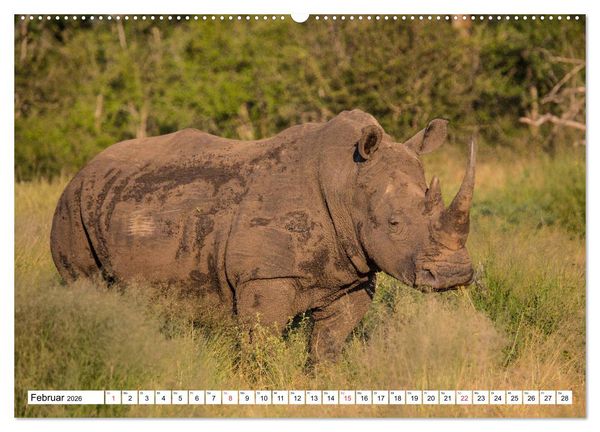Produktbild: Wunderwelt der Tiere - S&uuml;dafrika (hochwertiger Premium Wandkalender 2026 DIN A2 quer), Kunstdruck in Hochglanz