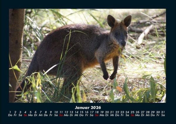 Produktbild: Tierkalender 2026 Fotokalender DIN A4