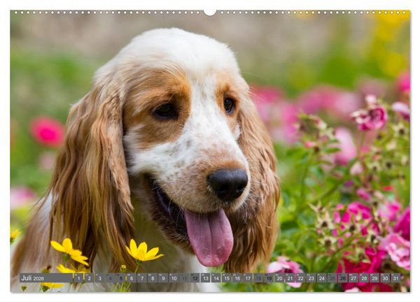 Produktbild: English Cocker Spaniels - Ein Spaziergang im Park (hochwertiger Premium Wandkalender 2026 DIN A2 quer), Kunstdruck in Hochglanz