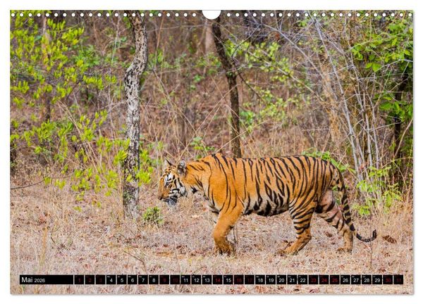 Produktbild: Indien - Im Reich des Tigers (Wandkalender 2026 DIN A3 quer), CALVENDO Monatskalender