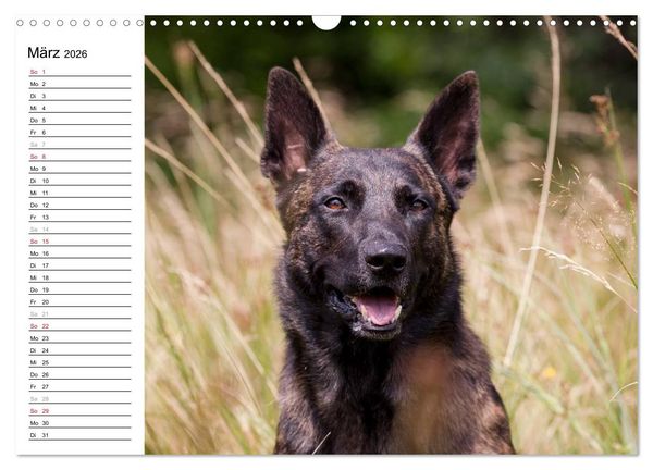 Produktbild: ausdrucksvolle Holl&auml;ndische Sch&auml;ferhunde (Wandkalender 2026 DIN A3 quer), CALVENDO Monatskalender