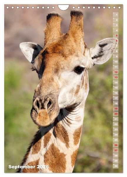 Produktbild: Safari hautnah - S&uuml;dliches und &ouml;stliches Afrika (Wandkalender 2026 DIN A4 hoch), CALVENDO Monatskalender