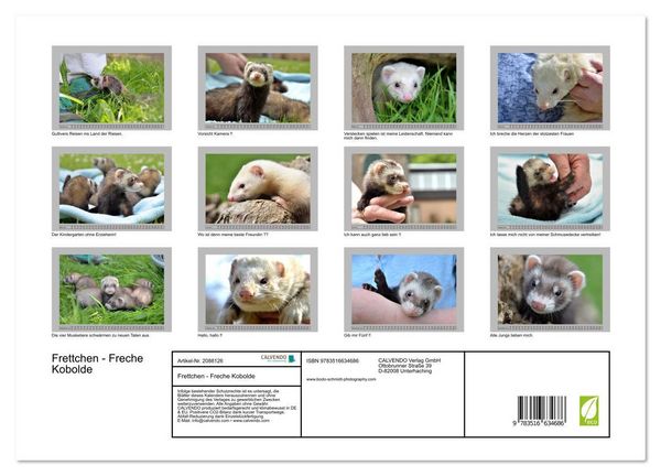 Produktbild: Frettchen - Freche Kobolde (Wandkalender 2026 DIN A3 quer), CALVENDO Monatskalender