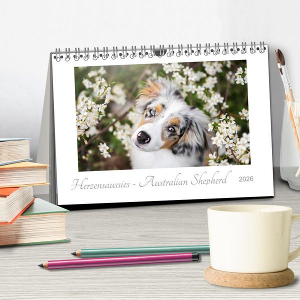 Produktbild: Herzensaussies - Australian Shepherd (Tischkalender 2026 DIN A5 quer), CALVENDO Monatskalender