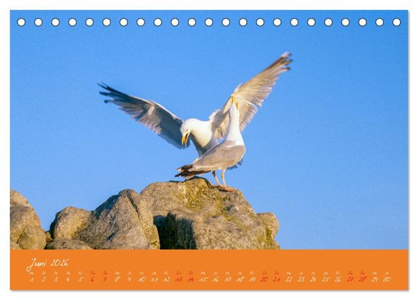 Produktbild: M&ouml;wen die Begleiter an Meer und See (Tischkalender 2026 DIN A5 quer), CALVENDO Monatskalender