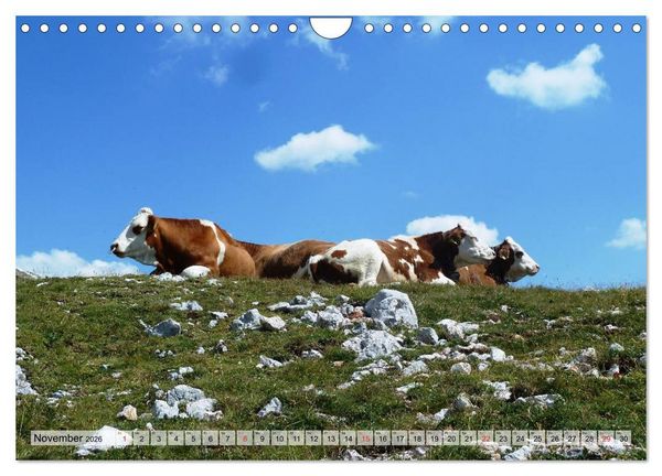 Produktbild: Gl&uuml;ckliche K&uuml;he auf saftigen Wiesen (Wandkalender 2026 DIN A4 quer), CALVENDO Monatskalender
