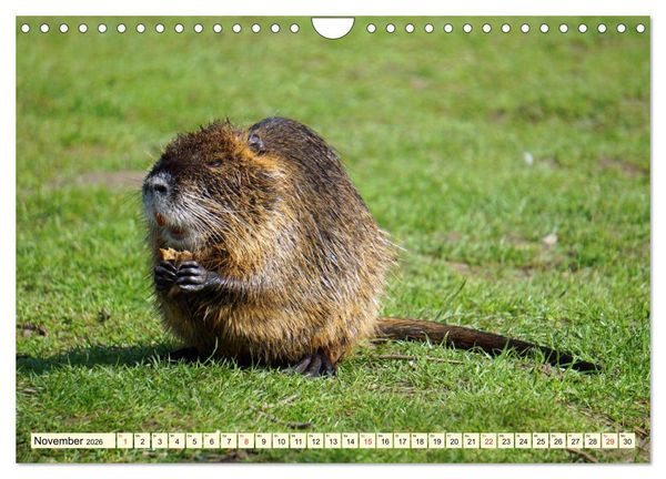 Produktbild: Nutrias Pei&szlig;nitzinsel Halle Saale (Wandkalender 2026 DIN A4 quer), CALVENDO Monatskalender