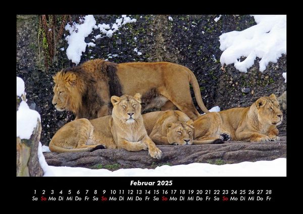 Produktbild: L&ouml;wen in der Wildnis 2025 Fotokalender DIN A3
