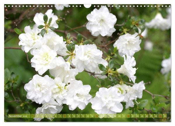 Produktbild: Wei&szlig;e Fr&uuml;hlingsbl&uuml;ten (Wandkalender 2026 DIN A3 quer), CALVENDO Monatskalender