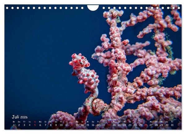 Produktbild: Hippocampus oder einfach nur Seepferdchen (Wandkalender 2026 DIN A4 quer), CALVENDO Monatskalender