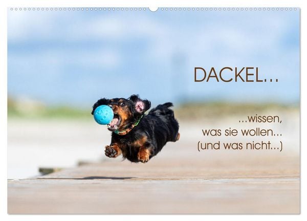 Produktbild: DACKEL... wissen was sie wollen... (und was nicht...) (Wandkalender 2026 DIN A2 quer), CALVENDO Monatskalender