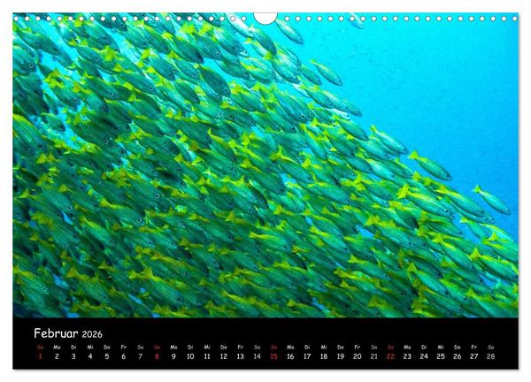 Produktbild: Die Welt unter Wasser (Wandkalender 2026 DIN A3 quer), CALVENDO Monatskalender