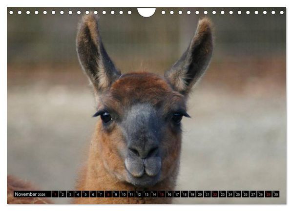 Produktbild: Lama und Alpaka (Wandkalender 2026 DIN A4 quer), CALVENDO Monatskalender