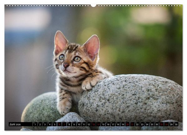 Produktbild: Bengalen Outdoor und Action (hochwertiger Premium Wandkalender 2026 DIN A2 quer), Kunstdruck in Hochglanz