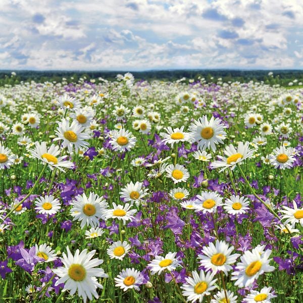 Produktbild: Blumen / Flowers 2027