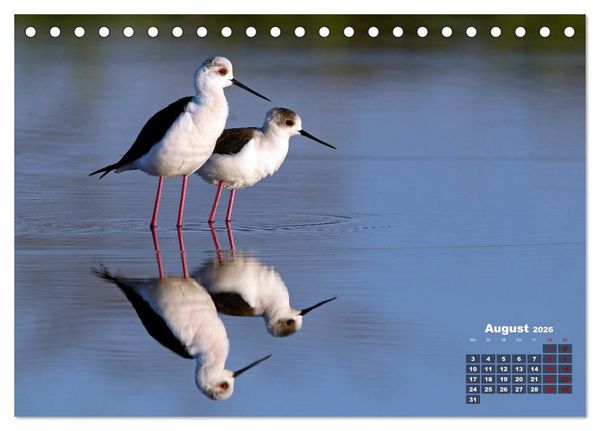 Produktbild: Limikolen - Watv&ouml;gel Europas (Tischkalender 2026 DIN A5 quer), CALVENDO Monatskalender