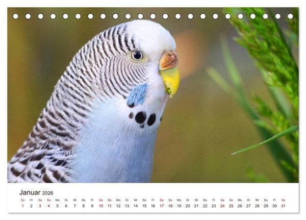 Produktbild: Wellensittiche - der NEUE Kalender (Tischkalender 2026 DIN A5 quer), CALVENDO Monatskalender