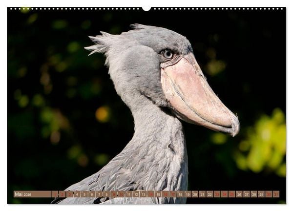 Produktbild: Weltvogelpark Walsrode - Die Vielfalt der Vogelarten (Wandkalender 2026 DIN A2 quer), CALVENDO Monatskalender