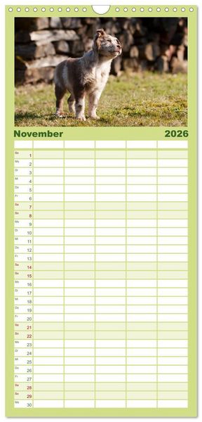 Produktbild: Familienplaner 2026 - Aussie Welpen 2026 mit 5 Spalten (Wandkalender, 21 x 45 cm) CALVENDO
