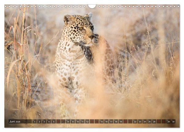 Produktbild: Safari in Tansania (Wandkalender 2026 DIN A3 quer), CALVENDO Monatskalender