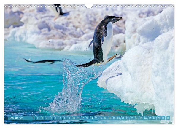 Produktbild: Pinguine: Gehupft wie gesprungen (Wandkalender 2026 DIN A3 quer), CALVENDO Monatskalender