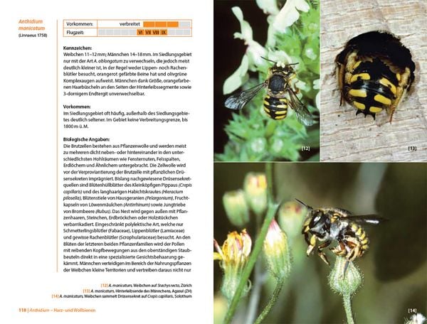 Produktbild: Bienen Mitteleuropas